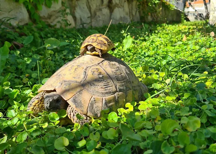 Great 4-bedroom W Heated Eco Pool Vila Duce